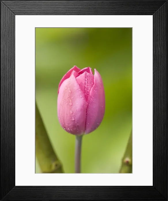 Framed Print : Pink Tulip Framed Print : Pink Tulip