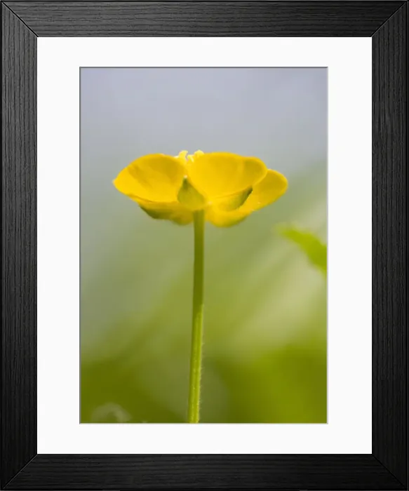 Framed Print : Buttercup Flower - Norfolk UK Framed Print : Buttercup Flower - Norfolk UK