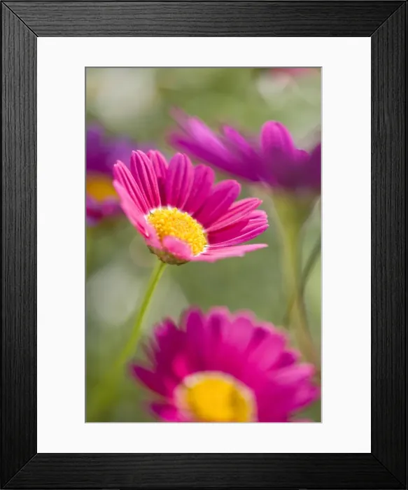 Framed Print : Marguerite Daisies Norfolk UK Framed Print : Marguerite Daisies Norfolk UK