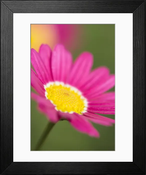 Framed Print : Marguerite Daisy Norfolk UK Framed Print : Marguerite Daisy Norfolk UK