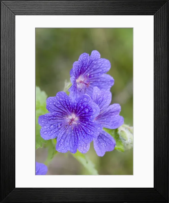 Framed Print : Cultivated Cranesbill Framed Print : Cultivated Cranesbill