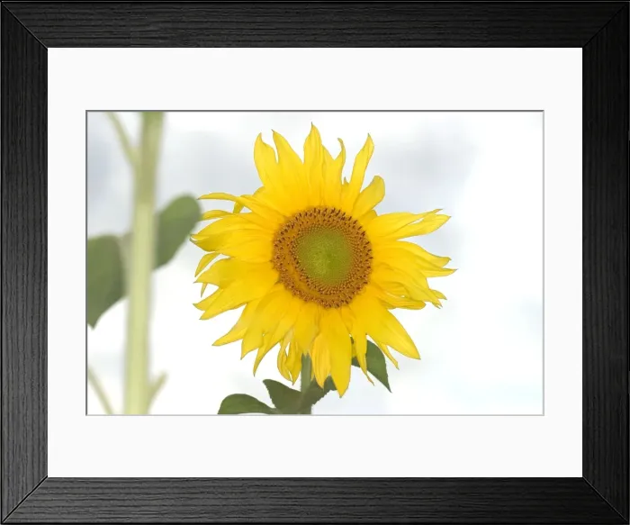 Framed Print : Sunflower Norfolk UK Framed Print : Sunflower Norfolk UK