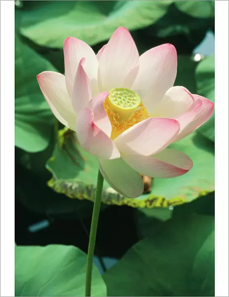Lotus Flower (Found world-wide as exotic)