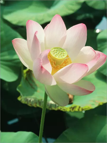 Lotus Flower (Found world-wide as exotic)