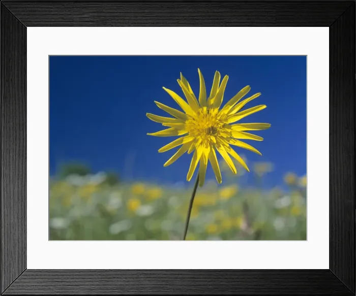 Framed Print : Meadow salsify in colourful spring meadow Baden-Wuerttemberg, Germany Framed Print : Meadow salsify in colourful spring meadow Baden-Wuerttemberg, Germany