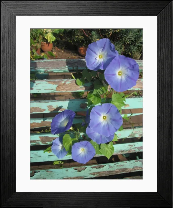Framed Print : Morning Glory / Pomea flowers growing through old bench Framed Print : Morning Glory / Pomea flowers growing through old bench