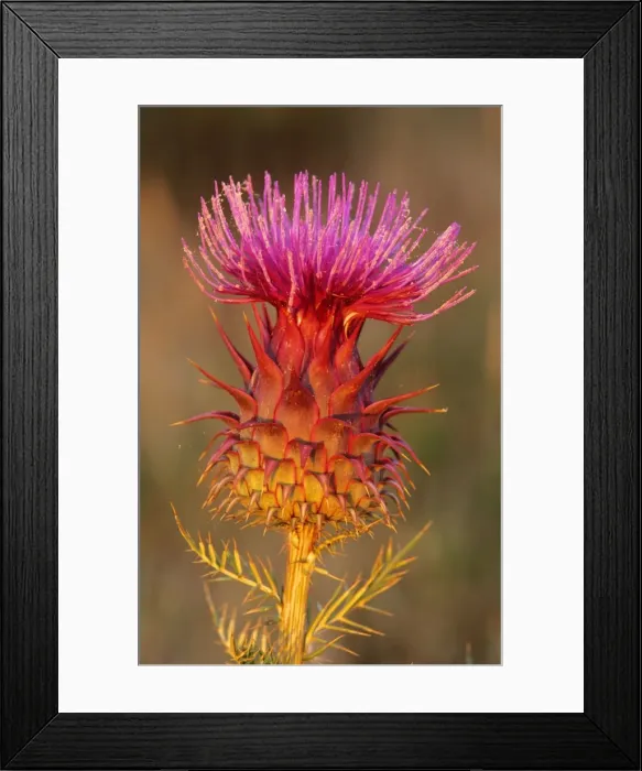 Framed Print : Milk Thistle - flowering Portugal Framed Print : Milk Thistle - flowering Portugal