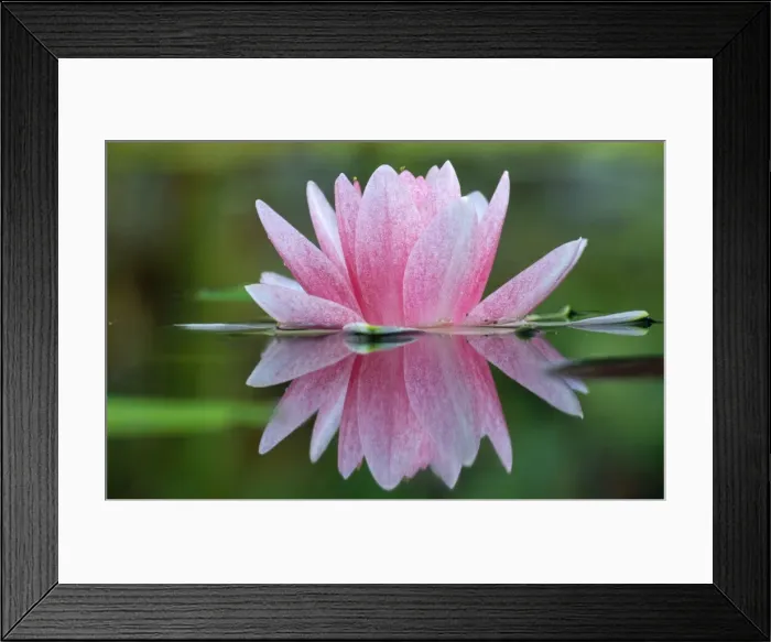 Framed Print : Water Lily - showing reflection in garden pond Framed Print : Water Lily - showing reflection in garden pond