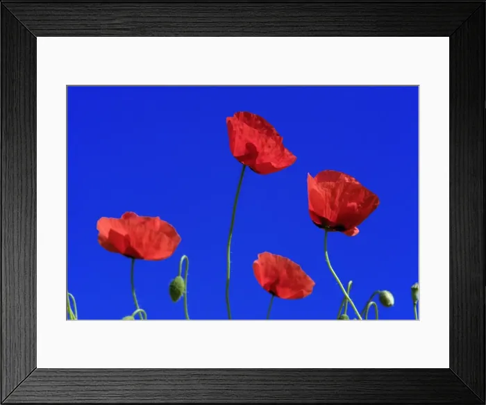 Framed Print : Common Poppy-flowering against a blue sky, Lower Saxony, Germany Framed Print : Common Poppy-flowering against a blue sky, Lower Saxony, Germany
