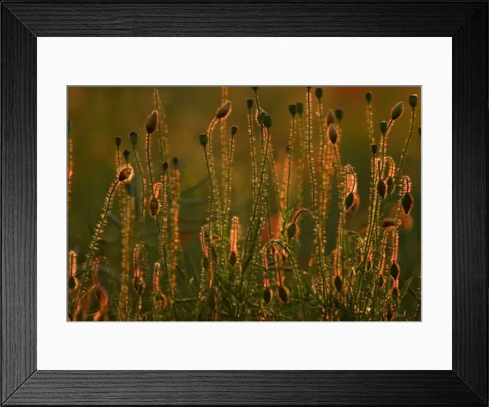Framed Print : Common Poppy- flower bud and seed heads in evening light, Lower Saxony, Germany Framed Print : Common Poppy- flower bud and seed heads in evening light, Lower Saxony, Germany