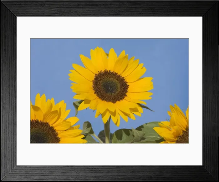 Framed Print : Sunflower. VG-623. Sunflower. Helianthus annuus Framed Print : Sunflower. VG-623. Sunflower. Helianthus annuus