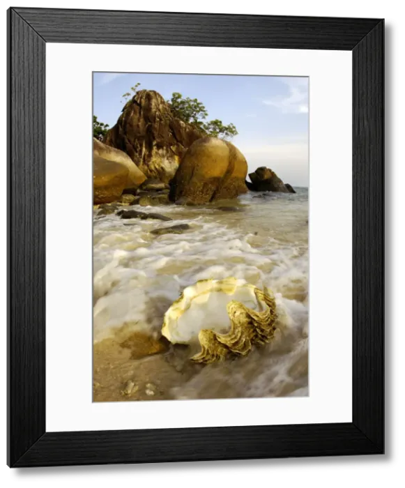 Framed Print : A large sea-shell, washed ashore on a beach of volcanic Tioman Island, 30 km east off peninsula Malaysia in South China Sea; evening in June. Ma39. 3835 Framed Print : A large sea-shell, washed ashore on a beach of volcanic Tioman Island, 30 km east off peninsula Malaysia in South China Sea; evening in June. Ma39. 3835