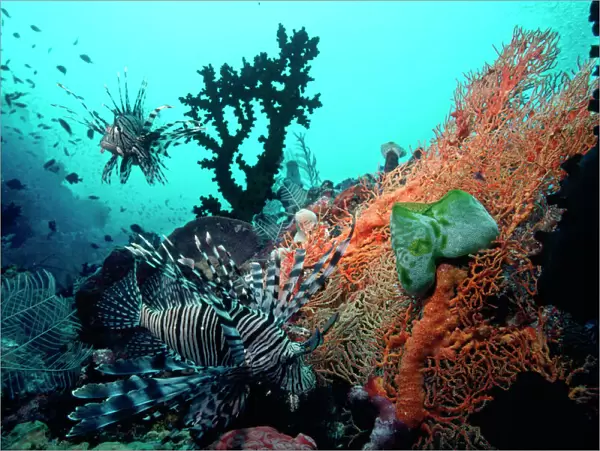 Lionfish - amongst Tubastrea Coral & Sea Fan Fam: Scorpaenidae Indonesia