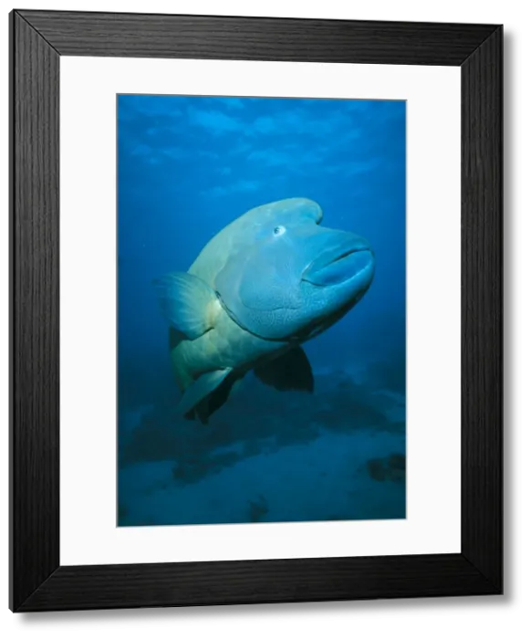 Framed Print : Hump-headed Maori Wrasse Great Barrier Reef, Queensland, Australia SPE00488 Framed Print : Hump-headed Maori Wrasse Great Barrier Reef, Queensland, Australia SPE00488