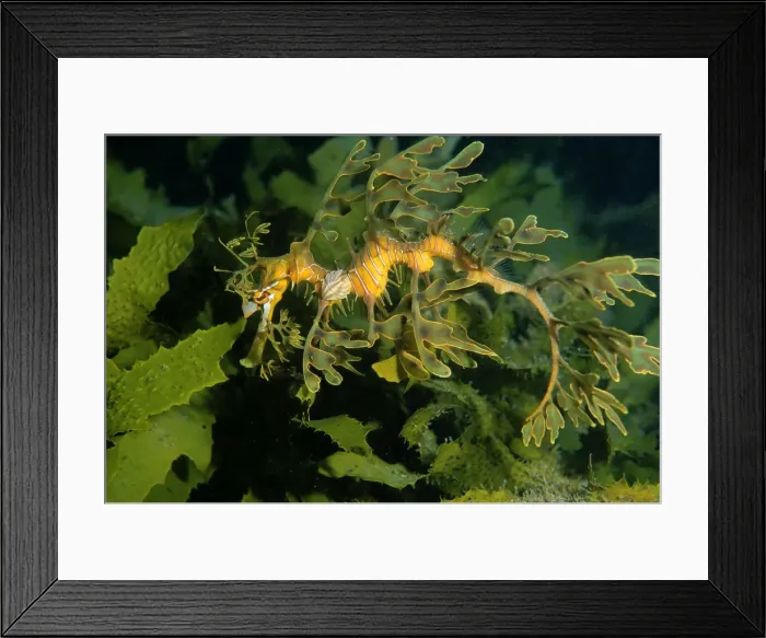 Framed Print : Leafy Seadragon - juvenile with isopod parasite Nerocila sp. attached Edithburgh, Yorke Peninsula, South Australia TED00065 Framed Print : Leafy Seadragon - juvenile with isopod parasite Nerocila sp. attached Edithburgh, Yorke Peninsula, South Australia TED00065
