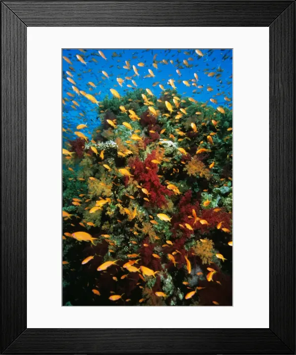 Framed Print : Anthias - school on coral reef Great Barrier Reef, Queensland, Australia KDN962Bd Framed Print : Anthias - school on coral reef Great Barrier Reef, Queensland, Australia KDN962Bd