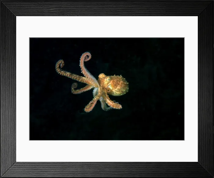 Framed Print : Southern Keeled Octopus - in midwater Edithburgh, Yorke Peninsula, South Australia TED00189