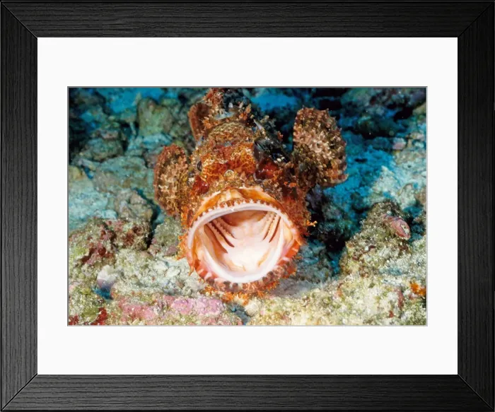 Framed Print : Smallscale scorpionfish (Scorpaenopsis oxycephala). Similan Islands, Andaman Sea, Thailand