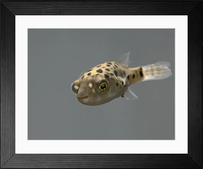 Framed Print : Green Puffer Fish – front top view dist:s E Asia UK Framed Print : Green Puffer Fish – front top view dist:s E Asia UK