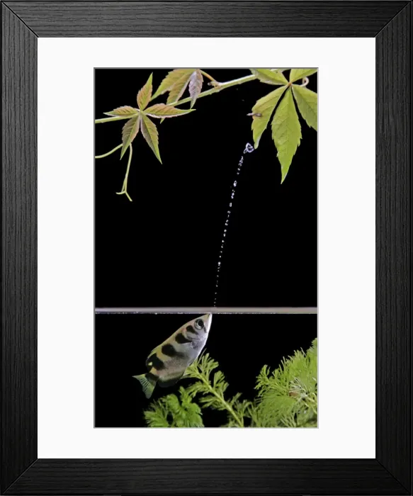 Framed Print : Archer Fish – side view, shooting water at insect. Dist: Asia Framed Print : Archer Fish – side view, shooting water at insect. Dist: Asia