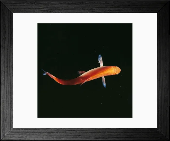 Framed Print : Golden Orfe Framed Print : Golden Orfe