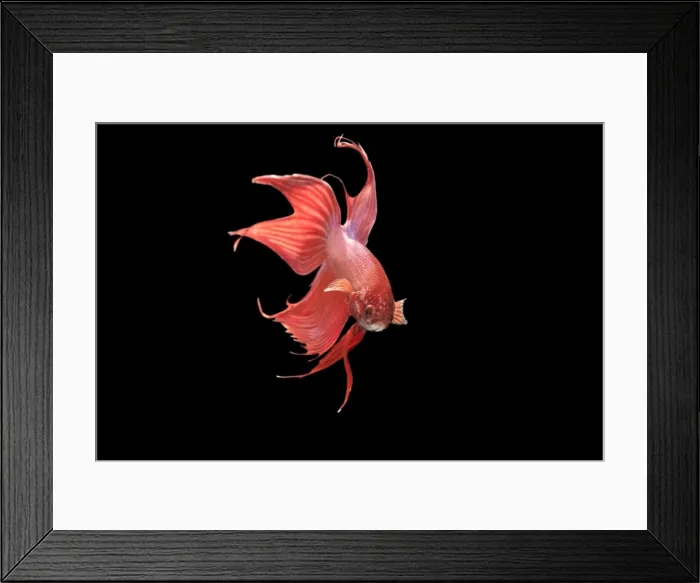 Framed Print : Siamese Fighter Fish Red form male Displaying, front view Siamese Fighter Red form male displaying front view Betta splendens © Brian Bevan / ARDEA Framed Print : Siamese Fighter Fish Red form male Displaying, front view Siamese Fighter Red form male displaying front view Betta splendens © Brian Bevan / ARDEA