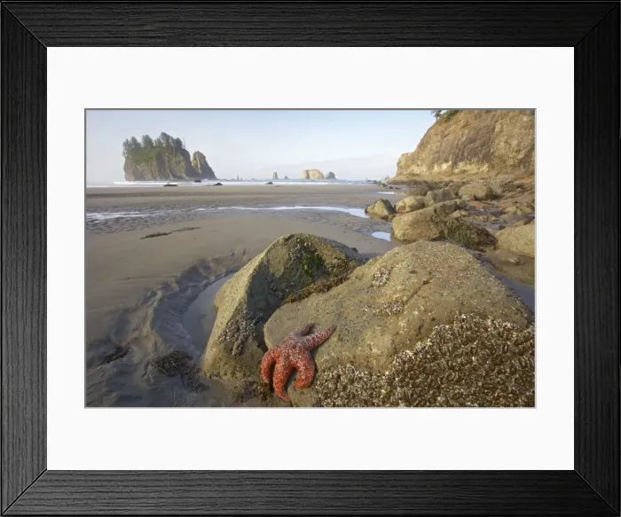 Framed Print : Offsore Sea Stacks and Tidepools with Ochre Sea Stars Second Beach Olympic National Park, Washington State USA LA001576 Framed Print : Offsore Sea Stacks and Tidepools with Ochre Sea Stars Second Beach Olympic National Park, Washington State USA LA001576