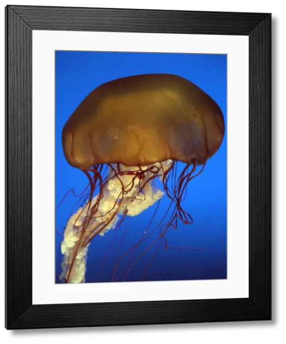 Framed Print : Sea Nettle Jellyfish - California - USA Framed Print : Sea Nettle Jellyfish - California - USA