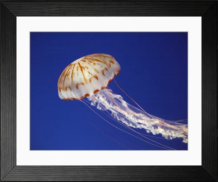 Framed Print : Purple striped jellyfish. Monterey, California, USA Framed Print : Purple striped jellyfish. Monterey, California, USA