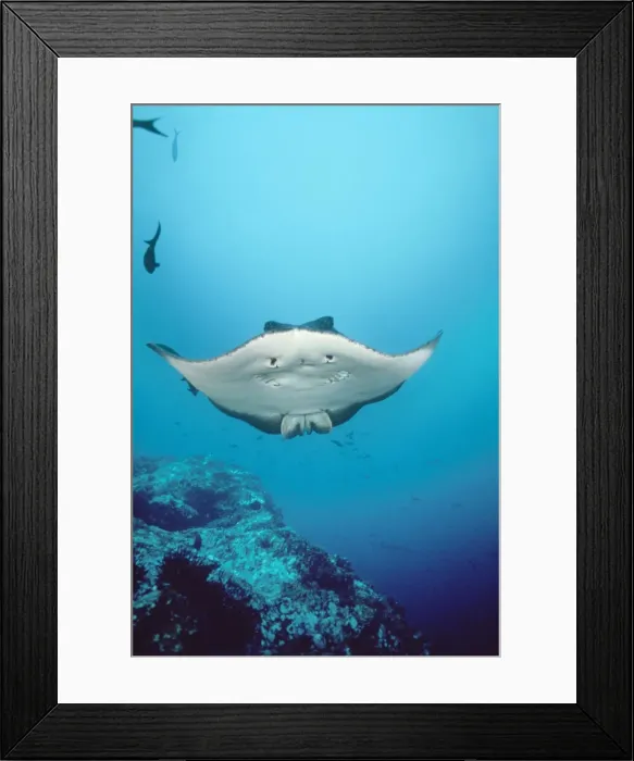 Framed Print : Marble Ray / Marbled Ray Cocos Island, Costa Rica Framed Print : Marble Ray / Marbled Ray Cocos Island, Costa Rica