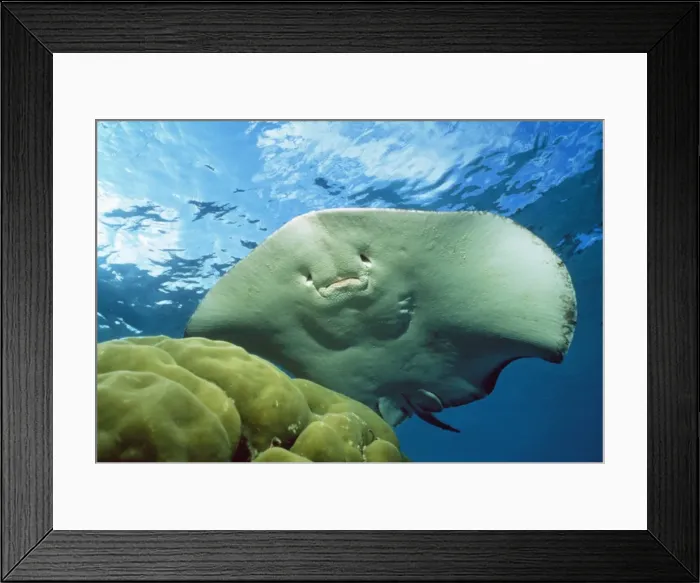 Framed Print : Black-spotted Stingray Maldives, Indian Ocean Framed Print : Black-spotted Stingray Maldives, Indian Ocean