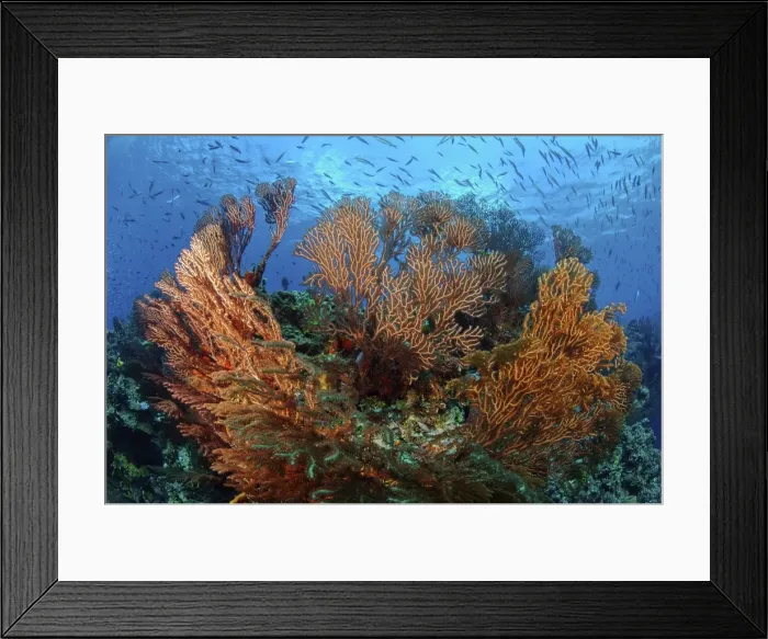 Framed Print : Cozumel Columbia Reef - Gorgonen at Drop-Off