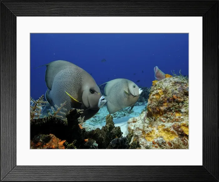 Framed Print : Grey Angelfish - Island of COZUMEL Yucatan Mexico Framed Print : Grey Angelfish - Island of COZUMEL Yucatan Mexico