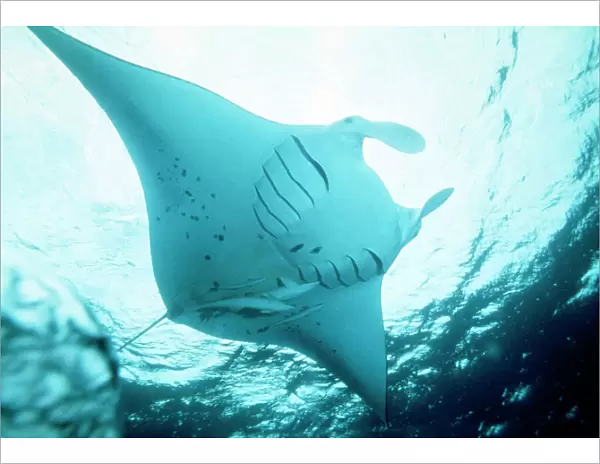 Manta Ray - with Remora on underside, in feeding mode. showing disected gill slits Red Sea