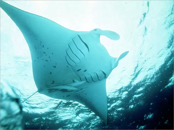 Manta Ray - with Remora on underside, in feeding mode. showing disected gill slits Red Sea