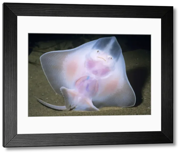 Framed Print : Big Skate San Pedro Bay, California Framed Print : Big Skate San Pedro Bay, California
