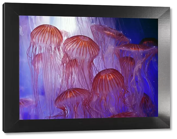 Northern Sea Nettle Jellyfish Japan, Bering Sea, Kamchatka Pen
