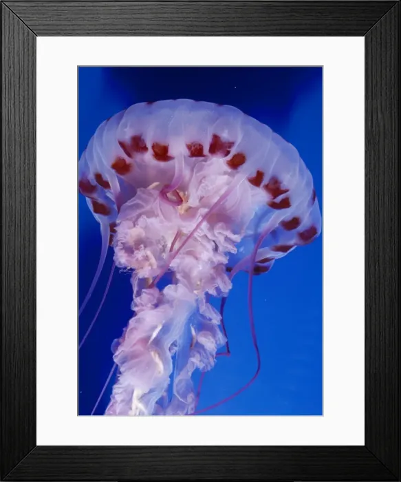 Framed Print : Purple-striped Jellyfish Framed Print : Purple-striped Jellyfish