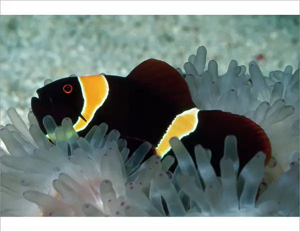 Spine-cheek Anemonefish - in Sea Anemone Tropical Indo-Pacific