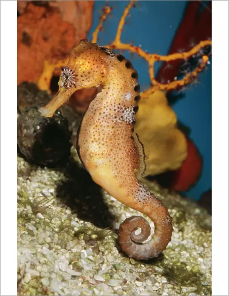Common Seahorse Coral Reefs of Tropical Asia