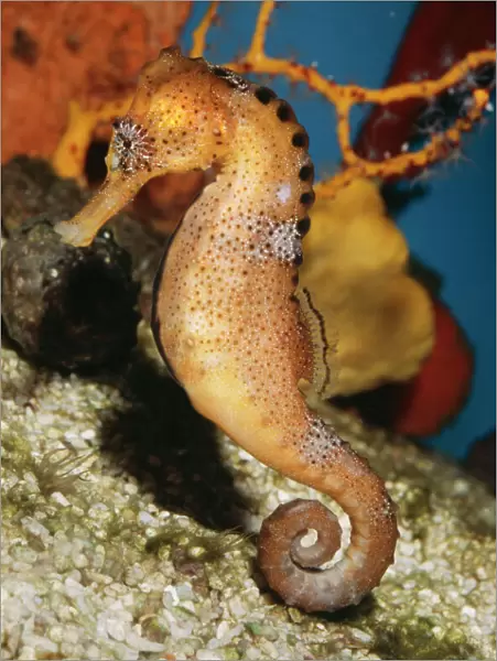 Common Seahorse Coral Reefs of Tropical Asia