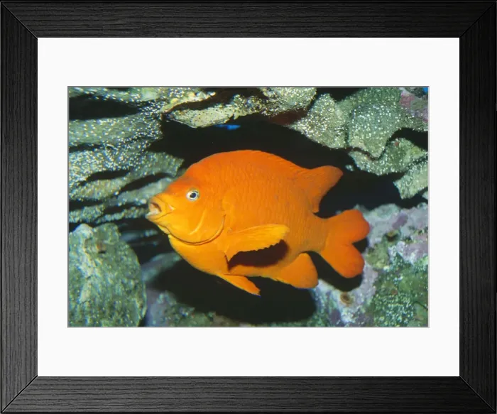 Framed Print : Garibaldi Fish Framed Print : Garibaldi Fish
