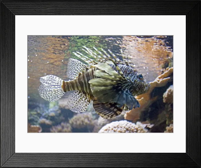 Framed Print : Lionfish Pterois volitans also called Dragonfish Scoprion fish Oceanopolis Brest Brittany France Framed Print : Lionfish Pterois volitans also called Dragonfish Scoprion fish Oceanopolis Brest Brittany France