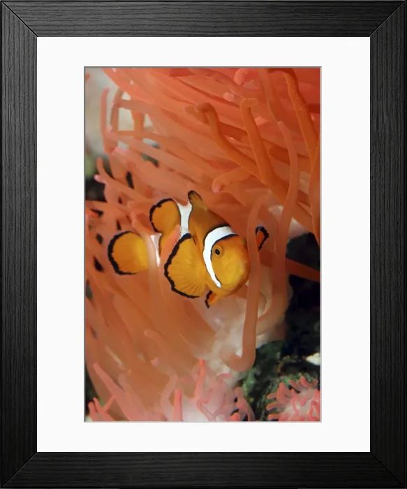 Framed Print : Anemone Fish unharmed among tentacles of sea anemone, Red Sea and Indian Ocean Framed Print : Anemone Fish unharmed among tentacles of sea anemone, Red Sea and Indian Ocean
