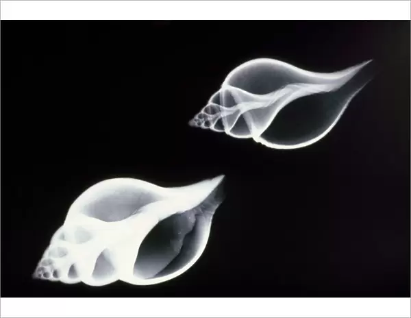 Shells - x-ray