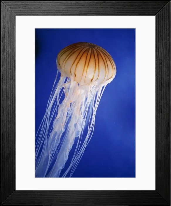 Framed Print : Striped Jellyfish Framed Print : Striped Jellyfish