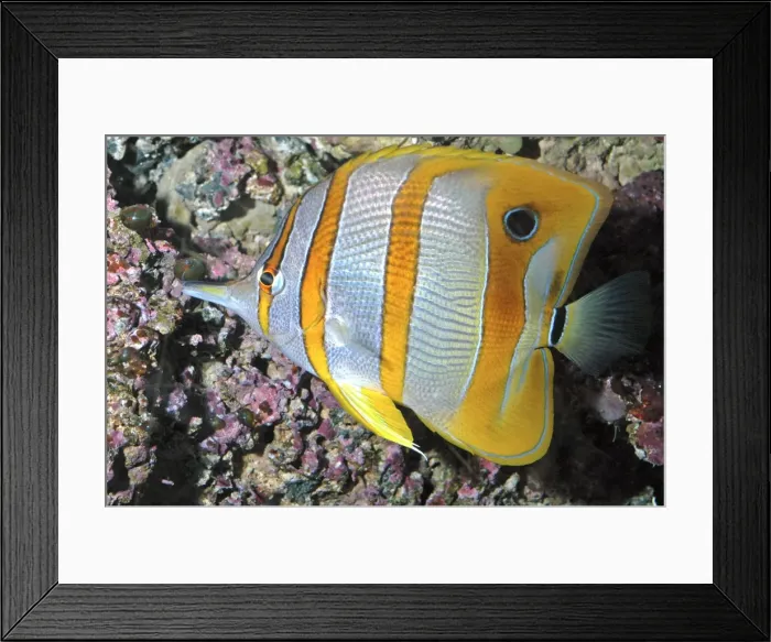 Framed Print : Banded Butterfly Fish Framed Print : Banded Butterfly Fish