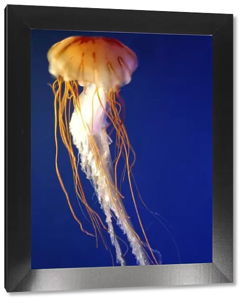 Lion's Mane Jellyfish. N Atlantic
