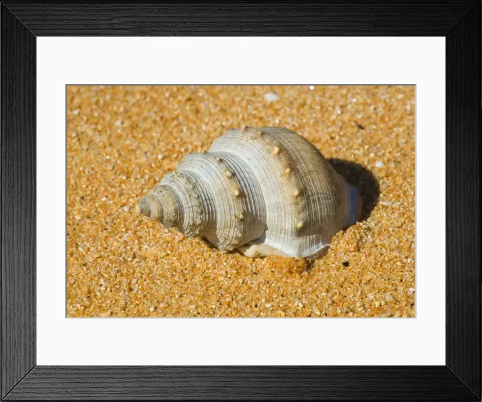 Framed Print : Sea Snail empty shell of a gastropodae sea snail washed ashore the golden beach of Totaranui Abel Tasman National Park, South Island, New Zealand Framed Print : Sea Snail empty shell of a gastropodae sea snail washed ashore the golden beach of Totaranui Abel Tasman National Park, South Island, New Zealand