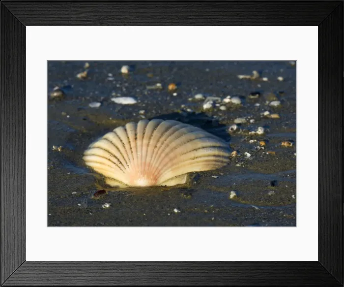 Framed Print : Scallop empty shell of a scallop washed ashore at a sandy beach Pohara, Tasman District, South Island, New Zealand Framed Print : Scallop empty shell of a scallop washed ashore at a sandy beach Pohara, Tasman District, South Island, New Zealand